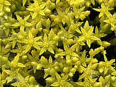 Sedum acre (L.) Link. — Orpin âcre