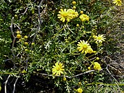 Senecio glaucus en un arenal al norte de La Manga.