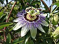 Flower of Passiflora caerulea