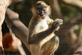 Black-handed spider monkey