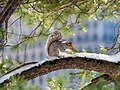 Image 110Eastern gray squirrel in Central Park