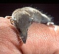 חדף זעיר - היונק הקטן בישראל