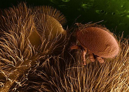 Varroa destructor on a honey bee host, by Eric Erbe and Chris Pooley, USDA/ARS/EMU