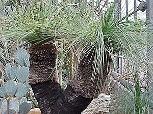  Xanthorrhoea preissii