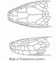 Scale pattern