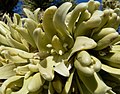 Yucca brevifolia