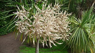 Cordyline australe, dite palmier de Torquay, ici en fleur.