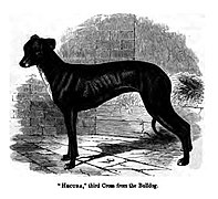 Greyhound/Old English Bulldog third cross