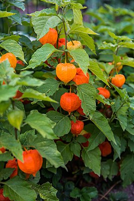 Physalis alkekengi