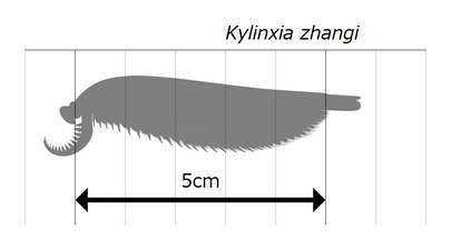 Kylinxia (size) キリンシア（サイズ）