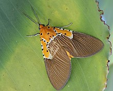 A moth with a small head, the back of the head and shoulder-area are yellowish-orange with white lines bordering the area and black dots scattered along those white lines and a single black dot at the centre of the back, Two antennae are present. The wings are light brown with whitish 'veins'. When opened for flight, the entire body can he seen in the same theme as the upper body in yellowish-orange with white lines and numerous black dots.