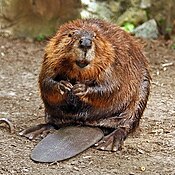 that grass valleys exist principally due to the work of beavers?