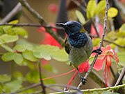frontal view of dark greenish sunbird with dirty white underparts and metallic blue face