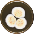 Aspergillus heterothallicus growing on MEAOX plate