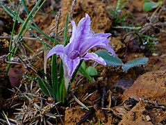 Babiana pauciflora