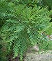 Feuilles linéaires du cyprès chauve