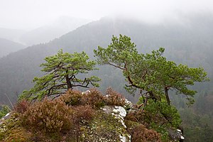 21. Platz: Mhebel mit Blick vom Rindsberg bei Spirkelbach, Naturpark Pfälzerwald