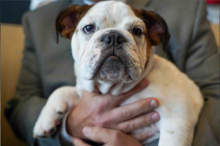 Man holding English bulldog in a close up shot