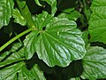 The lyre-pinnatifid leaf of B. vulgaris