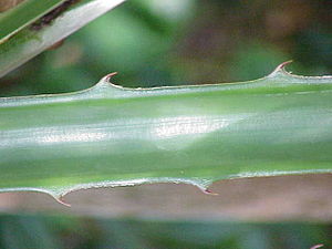 브로멜리아(Bromelia karatas)