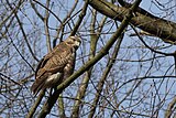 Mäusebussard im Stadtpark