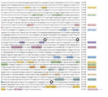 CCDC97 annotated conceptual human translation with post-translational modifications, nuclear localization signals, motifs, and secondary structures.