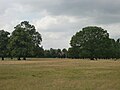 Bushy Park