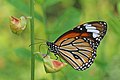 Image 3 Danaus genutia Photograph credit: Charles James Sharp Danaus genutia, the common tiger or striped tiger, is a species of brush-footed butterfly found in Sri Lanka, India, Myanmar, south-eastern Asia and Australia. It prefers areas of moderate to heavy rainfall, and typical habitats include scrubby jungle, deciduous forests and fallow land near habitations. The insect sequesters toxins from plants, and advertises its unpalatability by having prominent markings and striking colour patterns. This adult male common tiger, of the subspecies D. g. genutia, was photographed in Kerala, India. More selected pictures