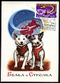 Belka and Strelka the Russian Space Dogs