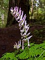 Corydalis scouleri