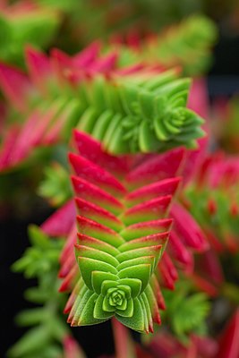 Crassula capitella subsp. thyrsiflora