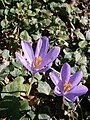 Crocus nudiflorus