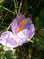 Crocus nudiflorus close-up