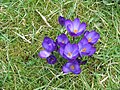 Crocus tommasinianus 'Ruby Giant'