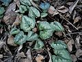 Cyclamen pseudibericum leaves