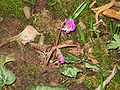 Cyclamen pseudibericum opening