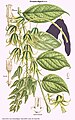 Botanical Illustration