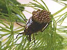 Male beetle with eggs