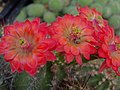 Echinocereus scheeri