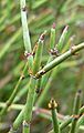 Ephedra andina