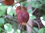 矮小天仙果 Japanese fig