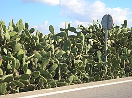 Haie de figuiers de Barbarie au bord d'une route vers Tarifa, en Andalousie (Espagne). (définition réelle 2 288 × 1 712)