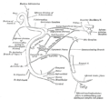 颜面神经和中间神经（英语：Intermediate nerve）与其他神经的交流