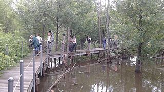 Board Walk on the Wood Duck Trail