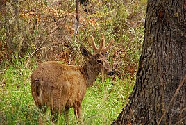 Huemul.