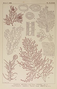 Bonnemaisonia hamifera, figures 10 and 11