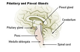 Pituitary and pineal glands