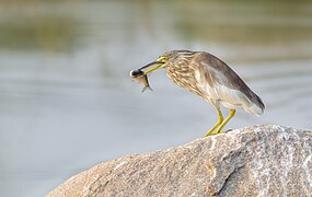 Indian Pond heron having a quick meal