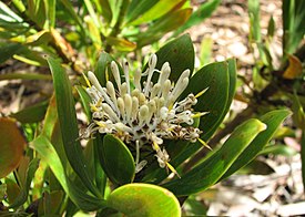 Isopogon fletcheri (сады Мараноа, Австралия)