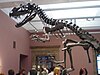 Skeletal mount of Ceratosaurus nasicornis